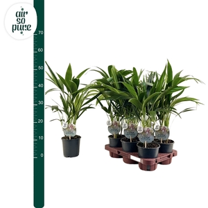 KENTIA - P13 H50 - 6PP - Air So Pure (Howea forsteriana)