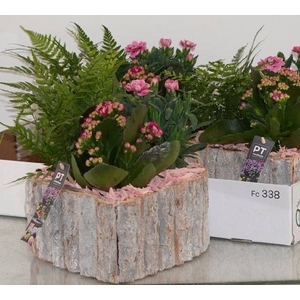 ARR TUINPLANTEN