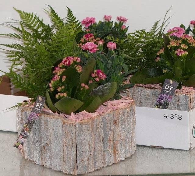 <h4>ARR TUINPLANTEN</h4>