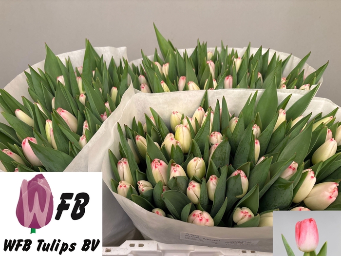 <h4>TU EN SUPERMODEL</h4>