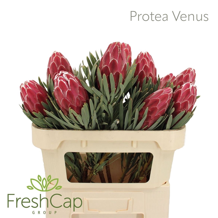 <h4>Protea Venus</h4>