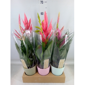 Tillandsia  ...mix