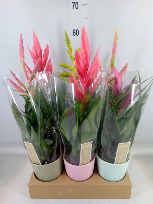<h4>Tillandsia  ...mix</h4>