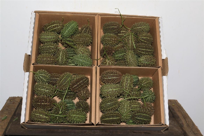 <h4>Sier Cucumis Maryline X4</h4>