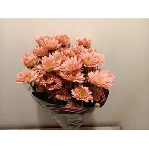 CHR T KATINKA SALMON