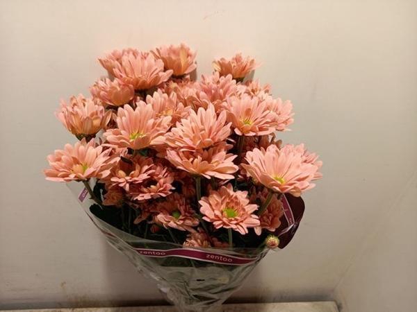 <h4>CHR T KATINKA SALMON</h4>