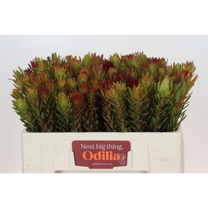 Leucadendron Safari Sunset