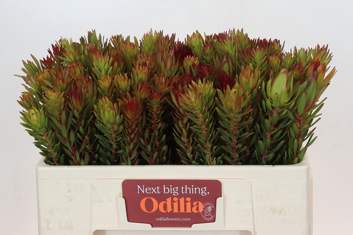 <h4>Leucadendron Safari Sunset</h4>