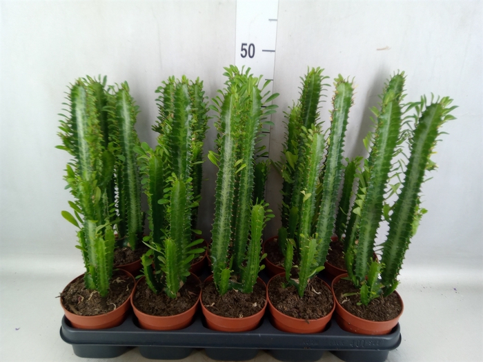 Euphorbia trigona