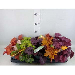 Heuchera  'Indian Summer'   ...mix