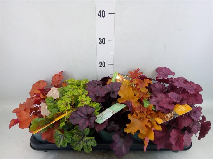 <h4>Heuchera  'Indian Summer'   ...mix</h4>