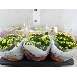 Kalanchoe blos. 'RosDon Dione'