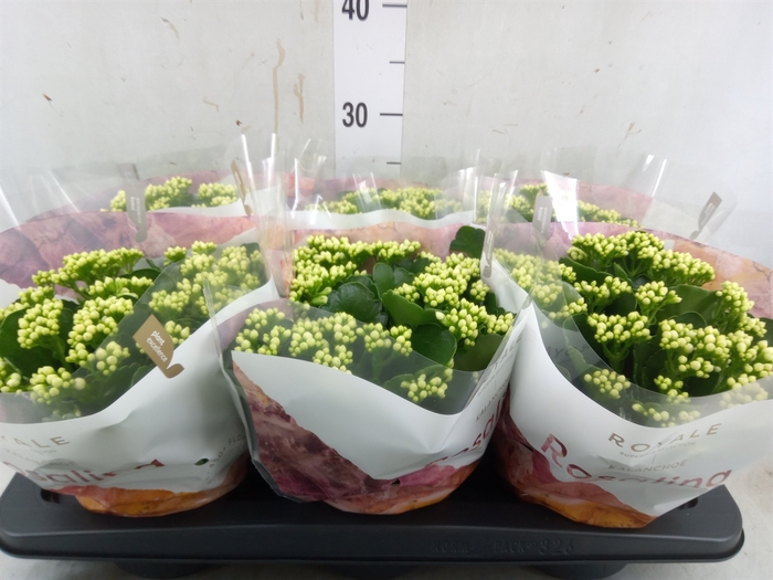 <h4>Kalanchoe blos. 'RosDon Dione'</h4>