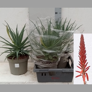 ALOE ARBORESCENS