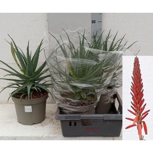 ALOE ARBORESCENS