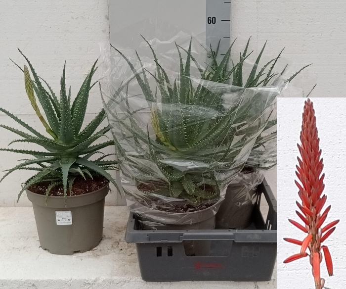 <h4>ALOE ARBORESCENS</h4>