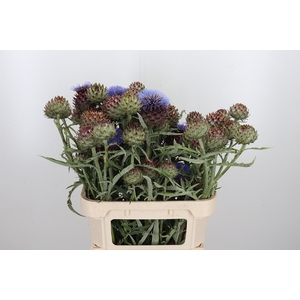 Cynara Cardunculus