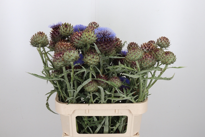 <h4>Cynara Cardunculus</h4>