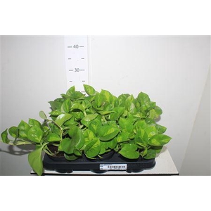 Epipr Global Green