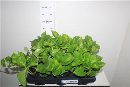 <h4>Epipr Global Green</h4>