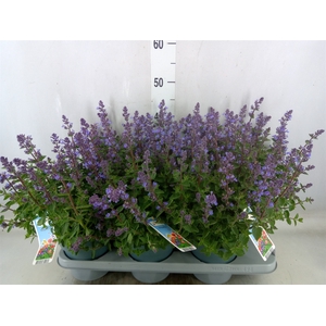 Nepeta faassenii  'Purrsian Blue'
