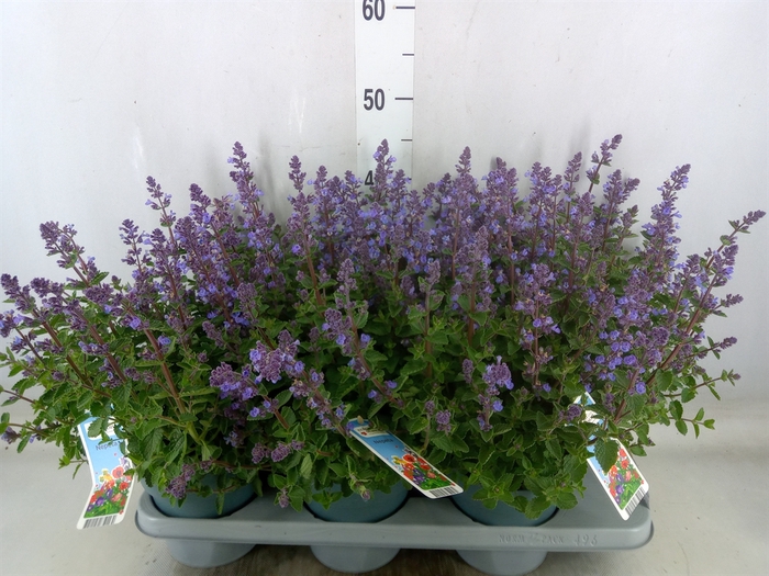 <h4>Nepeta faassenii  'Purrsian Blue'</h4>