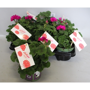 Pelargonium Calliope M Violet