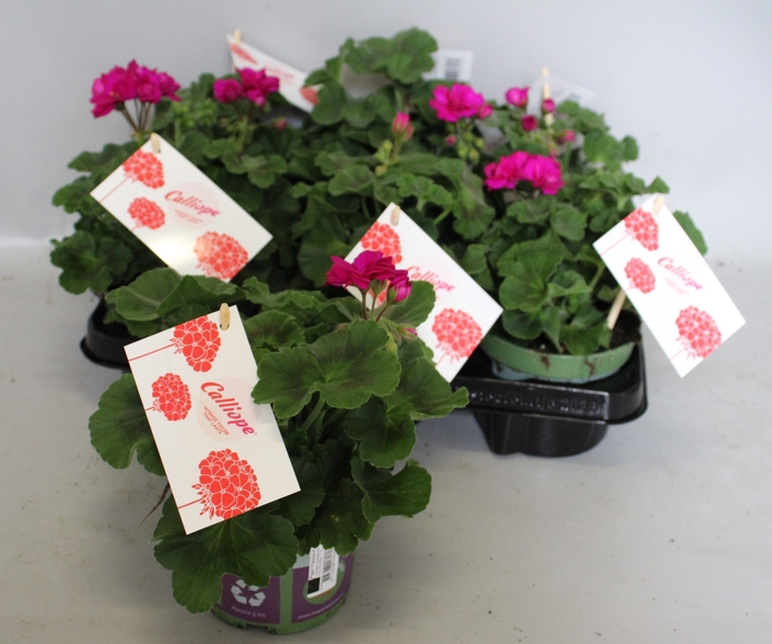 <h4>Pelargonium Calliope M Violet</h4>