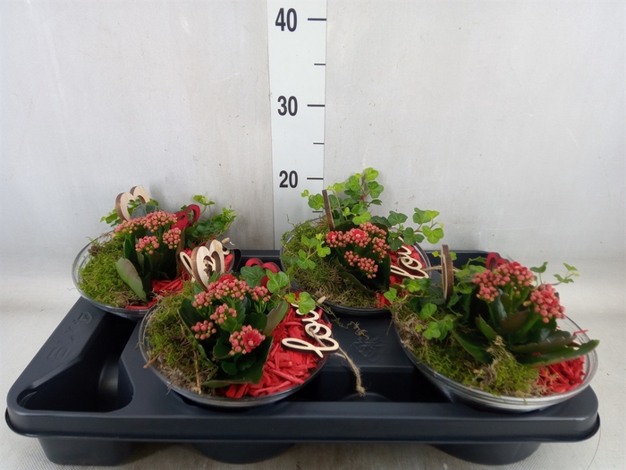 <h4>Arr.   Planten L%</h4>