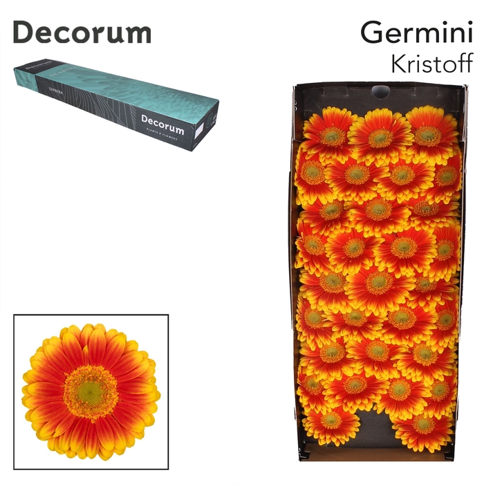 <h4>Germini Kristoff Doos</h4>