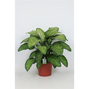 Purify Dieffenbachia Tropic Jewel 35 cm