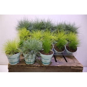 Sierg Gem 3 Srt Fust