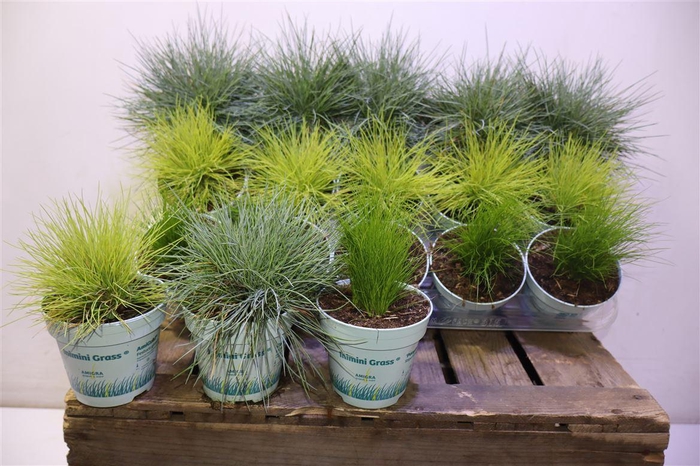 <h4>Sierg Gem 3 Srt Fust</h4>