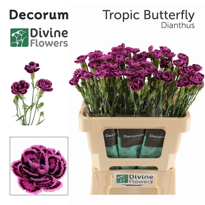 <h4>Di Tropic Butterfly</h4>