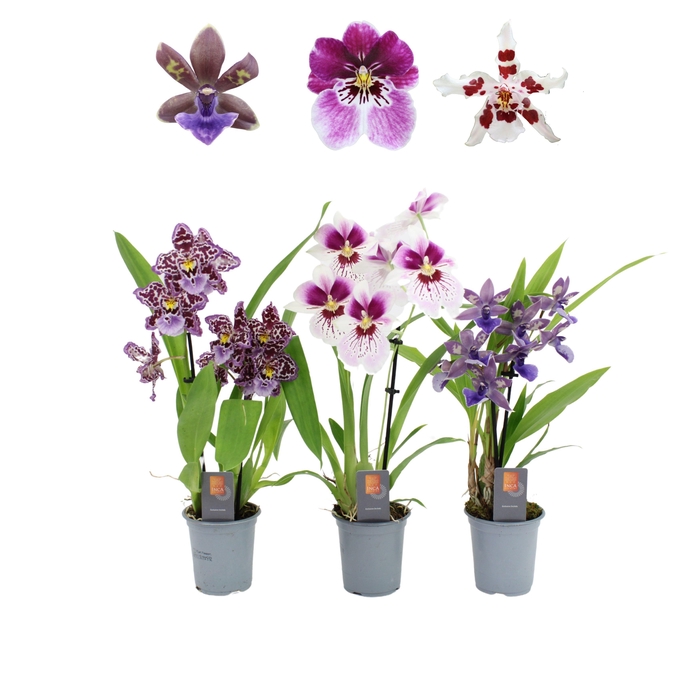 <h4>Inca Orchid Purple Pleasure mix 2 spike 9cm</h4>