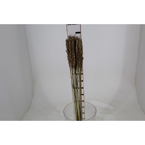 FOLHAGEM SORGO