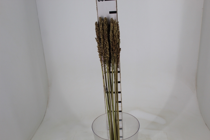 <h4>FOLHAGEM SORGO</h4>