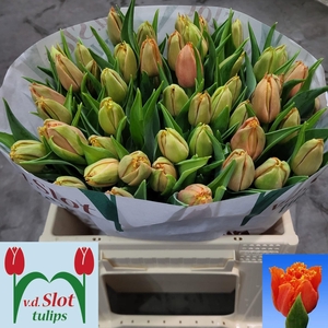 TU FR ORANGE PASSION