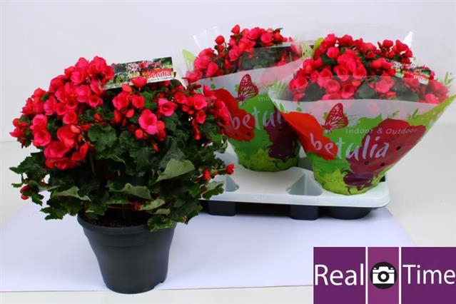 Begonia single Betulia Pink 19Ø 38cm