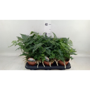 Humata griffithiana var. tyermannii