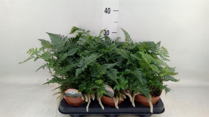 <h4>Humata griffithiana var. tyermannii</h4>