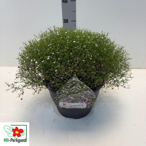 GYPS MURALIS GEM POT