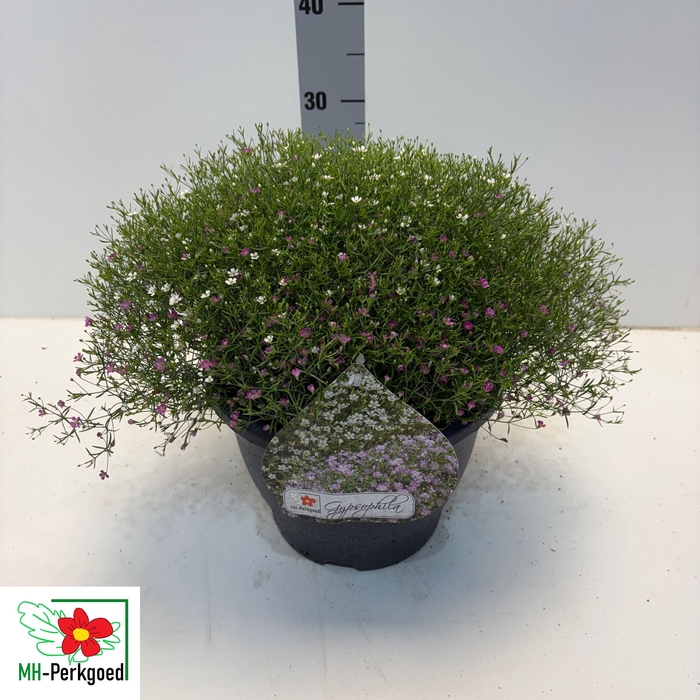 <h4>GYPS MURALIS GEM POT</h4>