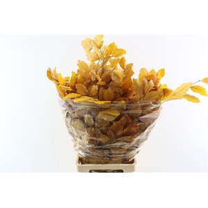 Pres Beuk Yellow P Bunch
