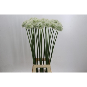 Allium Mount Everest