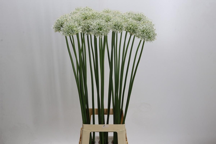 <h4>Allium Mount Everest</h4>