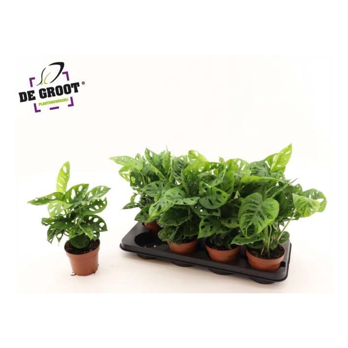 <h4>Monstera Obliqua (Leichtlinii) 12Ø 35cm 3pp</h4>