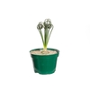 ALBUCA SPIRALIS P11 SEM FLOR