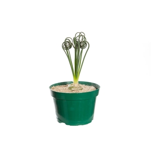 ALBUCA SPIRALIS P11 SEM FLOR