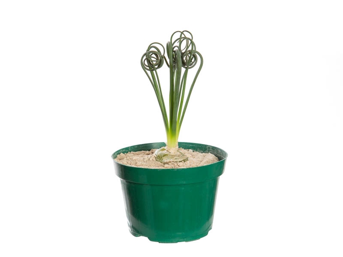 <h4>ALBUCA SPIRALIS P11 SEM FLOR</h4>